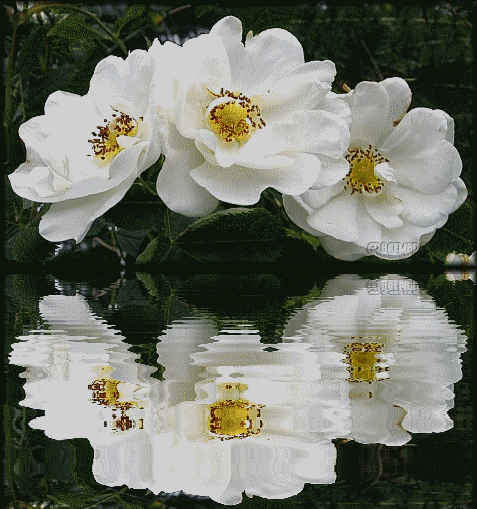 Gifs animados de rosas blancas - Imagui