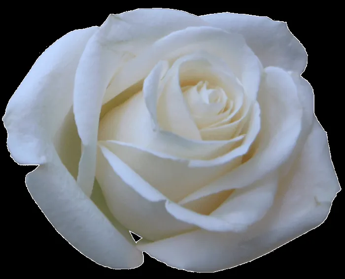 Rosas blancas con gifs - Imagui