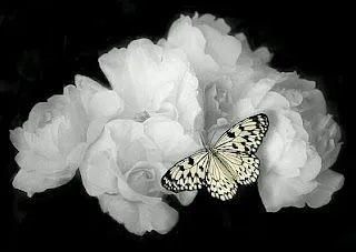 Rosas Blancas con mariposa encima.