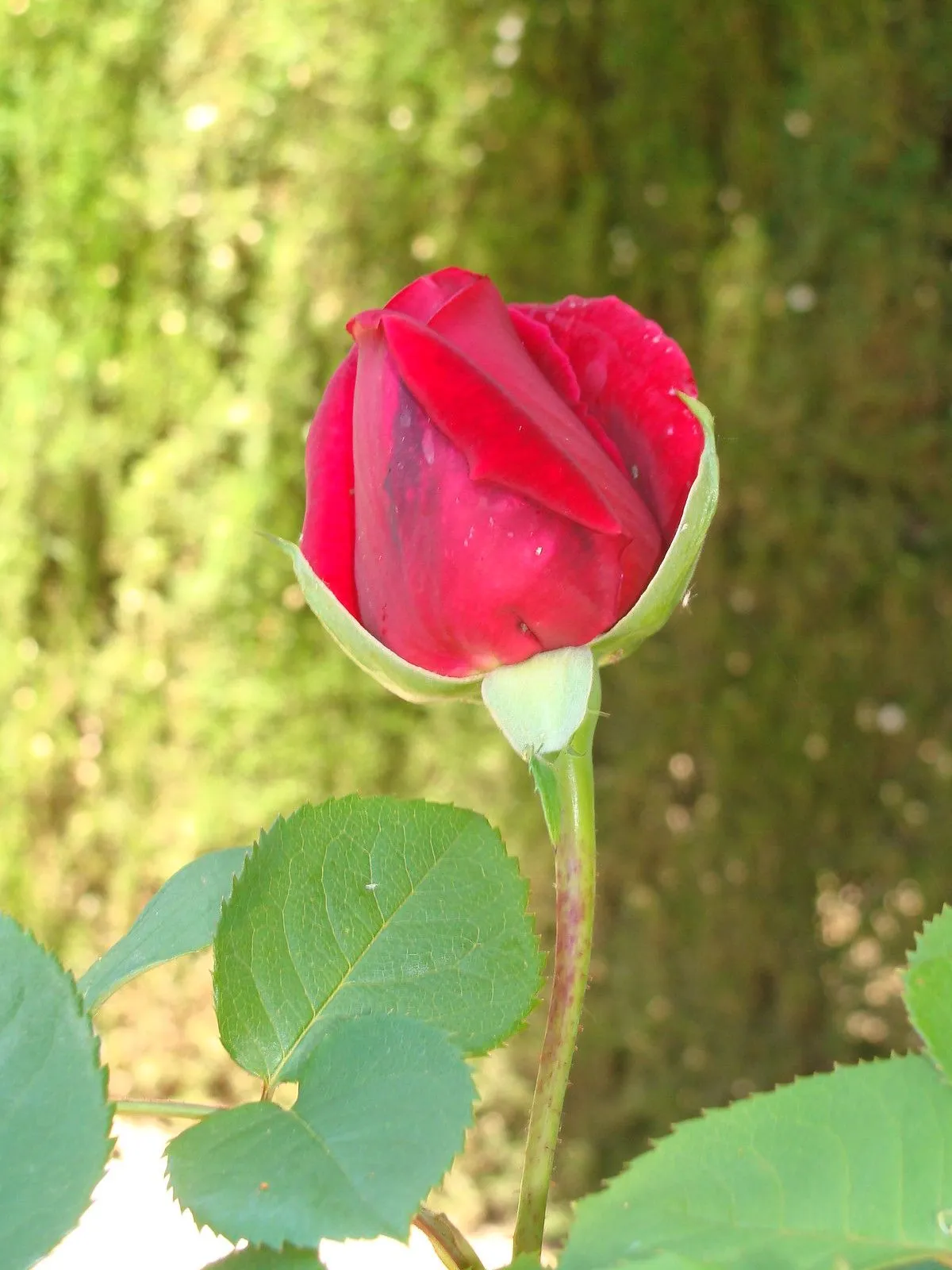 Las rosas mas bonitas | Flickr - Photo Sharing! Las rosas mas bonitas | Flickr - Photo Sharing!