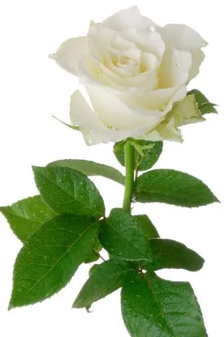 Rosas con brillo y movimiento - Imagui