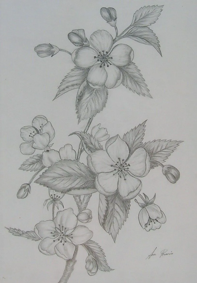 Rosas a carboncillo - Imagui