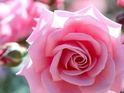 Rosas de color morado con frases bonitas - Imagui Rosas de color morado con frases bonitas - Imagui
