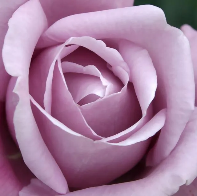 Rosas de color morado - Imagui