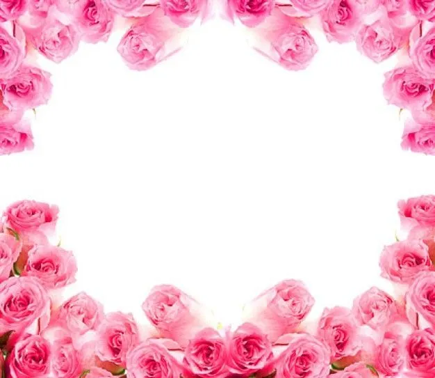 Rosas de color rosa que forman un marco. Fondo blanco. Con espacio ...