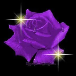 ROSAS COLOR VIOLETA