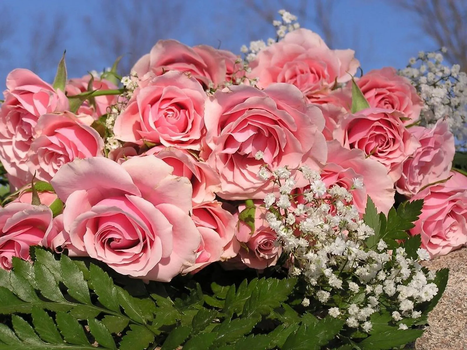 Rosas de colores parte I (12 fotografías gratis) - Imagenes PNG Rosas de colores parte I (12 fotografías gratis) - Imagenes PNG
