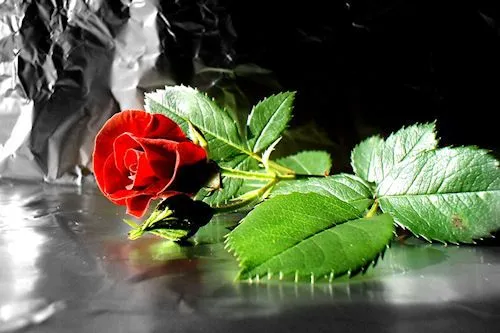 Rosas de colores parte II (10 fotografías gratis) | Banco de Imagenes
