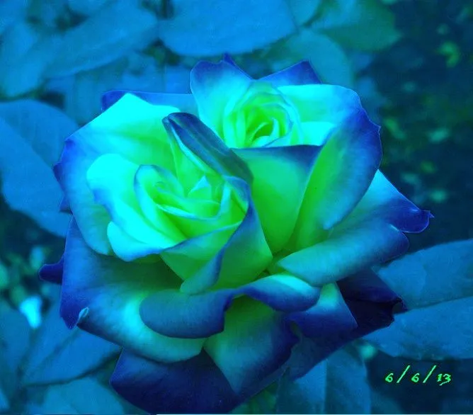 Rosas de colores negras, azules, verdes, arcoiris... ¿Existen ... Rosas de colores negras, azules, verdes, arcoiris... ¿Existen ...