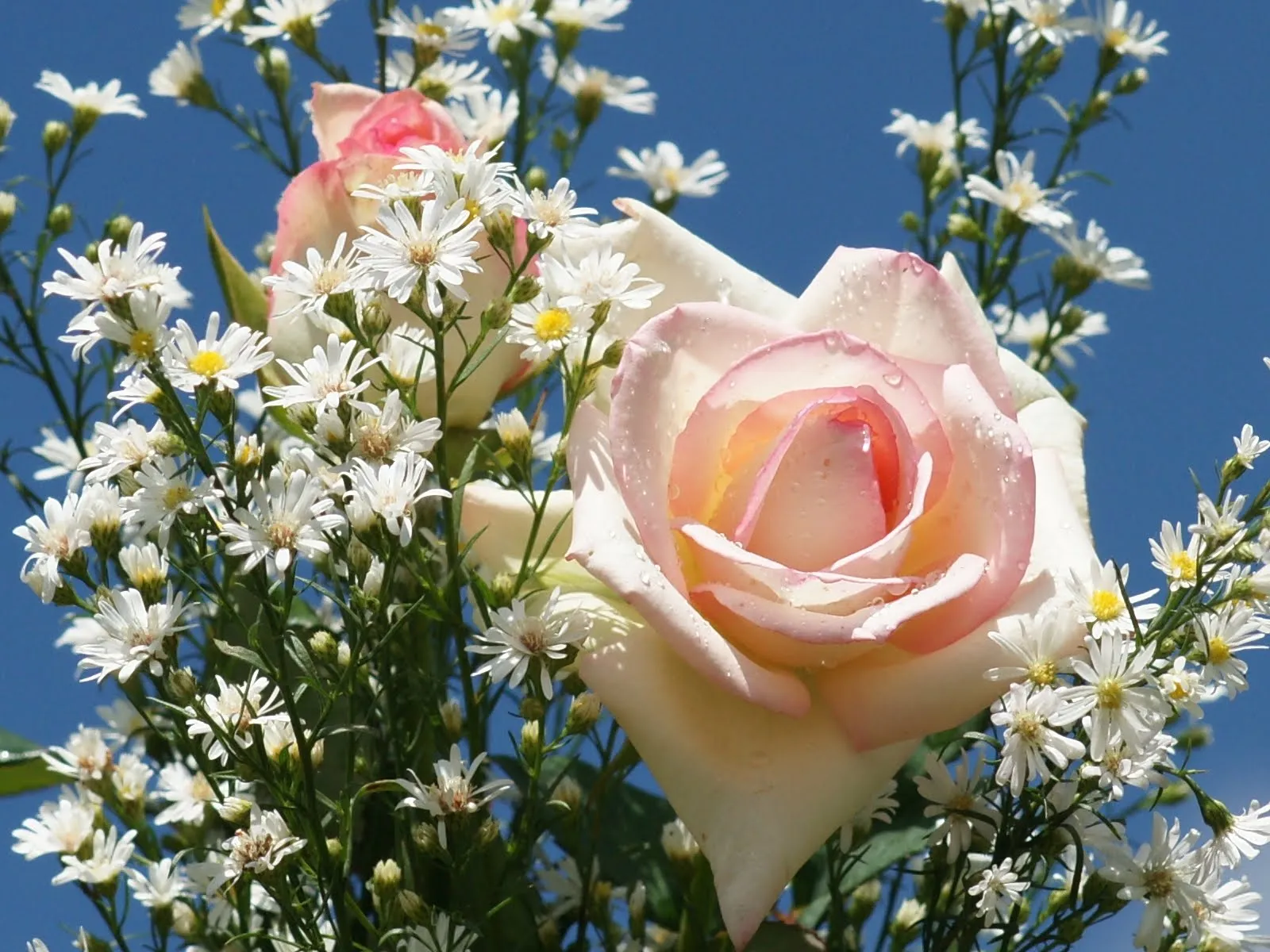 Rosas de colores parte VII (5 fotos impresionantes) | Banco de ... Rosas de colores parte VII (5 fotos impresionantes) | Banco de ...
