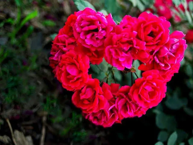 rosas con corazones romanticos -hermosos - tiernos y lindos ...