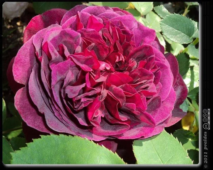 Rosas de David Austin hermosas y muy perfumadas - Paperblog