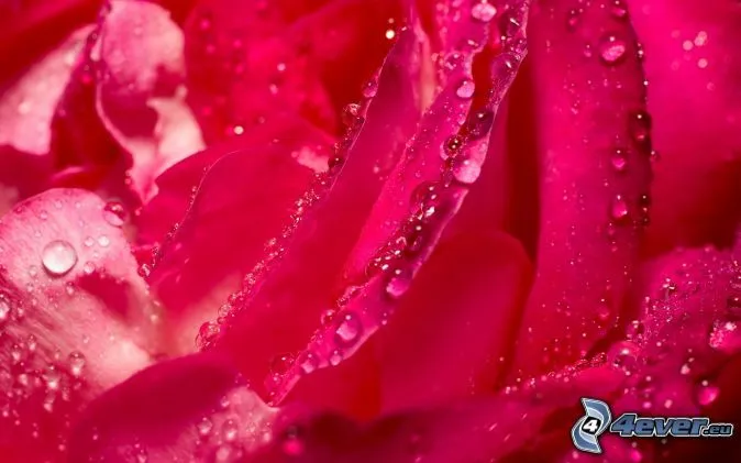 rosas-de-color-rosa,-rosa-en- ...