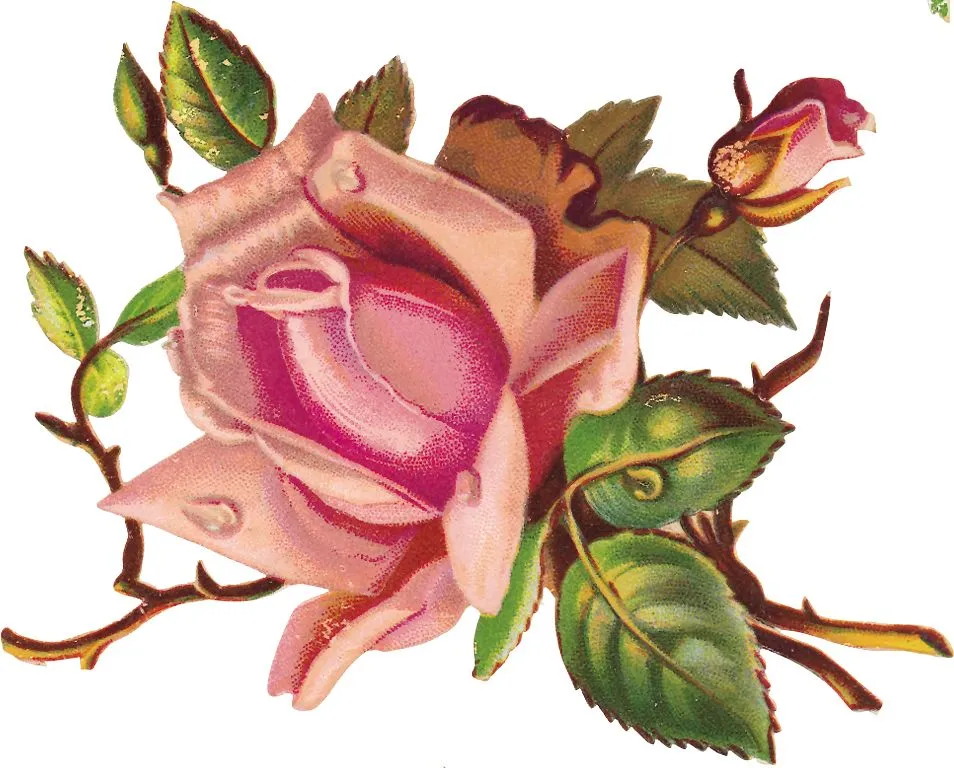 Rosas para decoupage - Imagui