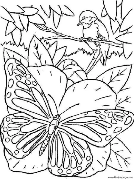 Mariposas para dibujar dificiles - Imagui