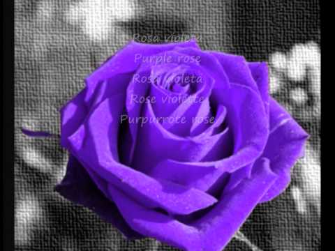 rosas de distintos colores - YouTube