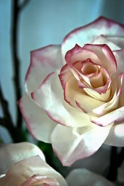 Rosas con filtros de café - Guía de MANUALIDADES Rosas con filtros de café - Guía de MANUALIDADES