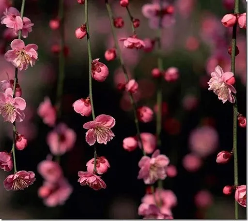 Rosas e Flores grátis fotos - Imagens de Flores