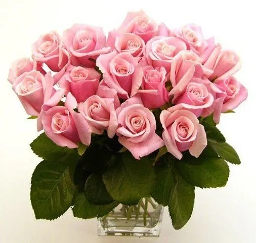 Rosas, flores e pássaros - Imagens de Flores Rosas, flores e pássaros - Imagens de Flores
