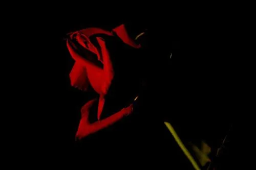 Fondo negro con rosas - Imagui