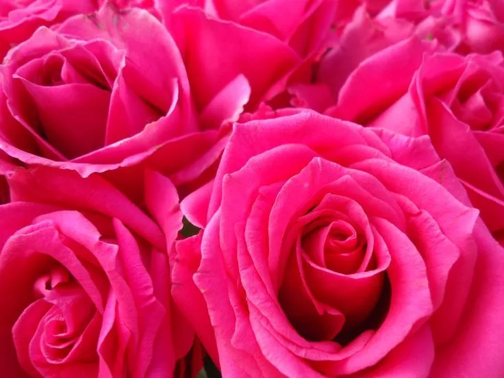 Rosas Fucsia on Pinterest | Rose, Pink Roses and Colors