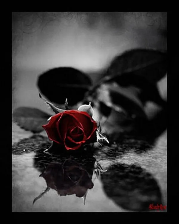 Rosas moradas goticas - Imagui