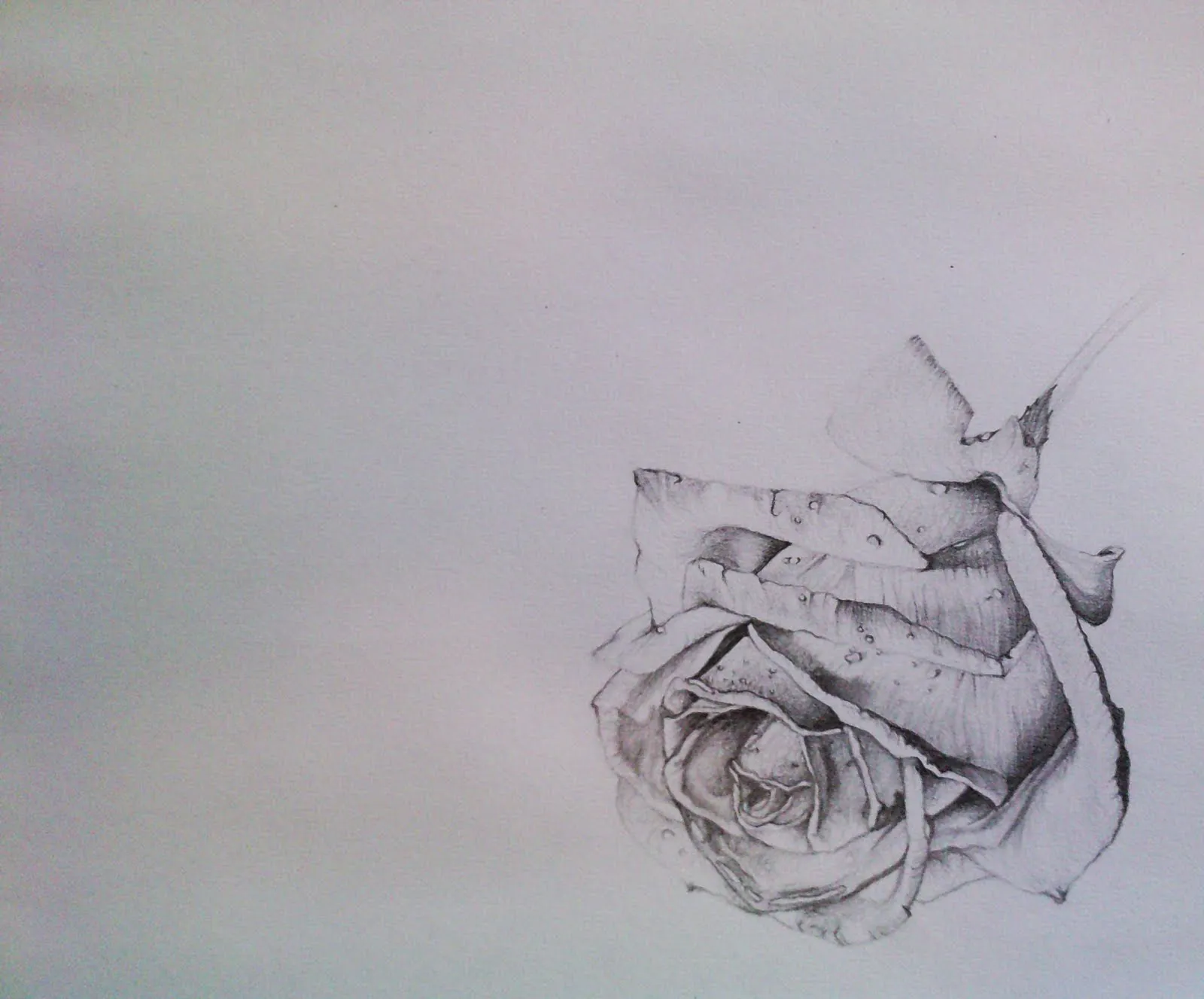 Pin Pin Dibujos Rosas A Lapiz Boceto Graffiti On Pinterest ... Pin Pin Dibujos Rosas A Lapiz Boceto Graffiti On Pinterest ...