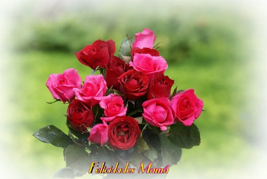 Postales de rosas hermosas - Imagui