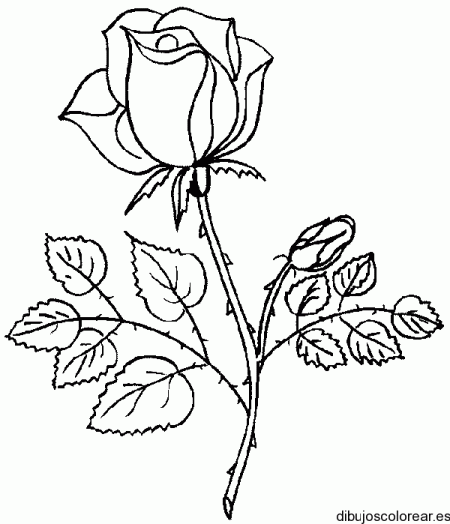 Rosas hermosas de dibujos - Imagui