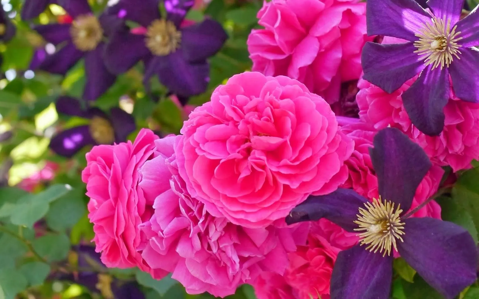 Rosas, hortensias, girasoles | Fotos Bonitas de Amor | Imágenes ... Rosas, hortensias, girasoles | Fotos Bonitas de Amor | Imágenes ...
