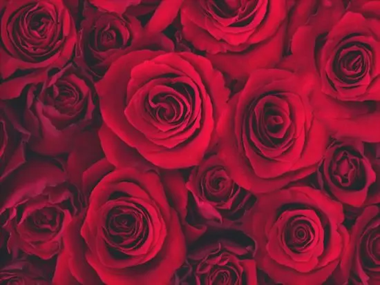 Rosas Rojas - Imágenes para Compartir (Página 7) Rosas Rojas - Imágenes para Compartir (Página 7)