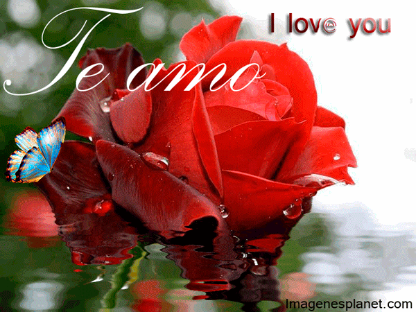 Rosas - Imagenes Romanticas para facebook | Imagenes de Amor