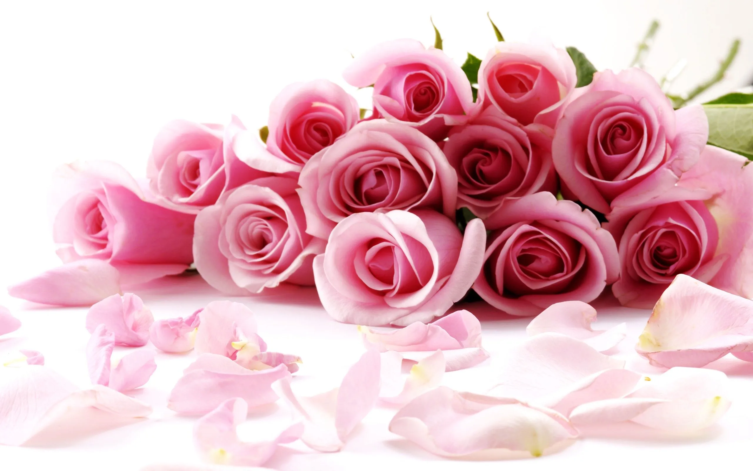 Rosas impresionantes Wallpapers | Wallpapers HD Rosas impresionantes Wallpapers | Wallpapers HD