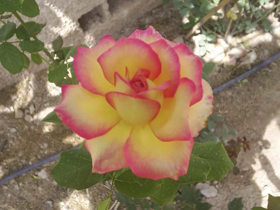 Rosas de mi jardín - Foro de InfoJardín