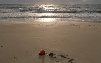 De Rosas en el Mar a Intemperie