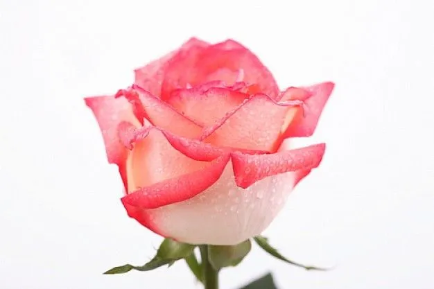Rosas Matizadas Blancas Con Pétalos De Color Rosa