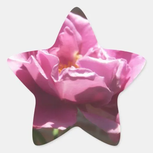 Rosas Moradas 5 Calcomanias Forma De Estrella de Zazzle. Rosas Moradas 5 Calcomanias Forma De Estrella de Zazzle.