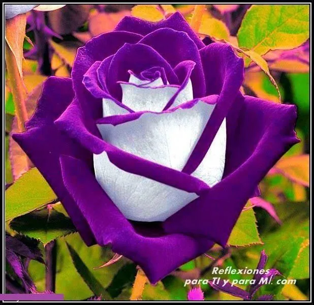 Rosas moradas con brillo - Imagui
