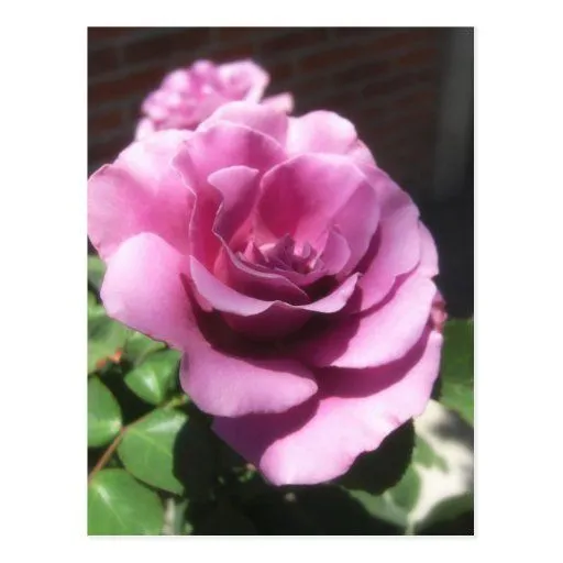 Rosas Moradas 1 Tarjeta Postal de Zazzle.