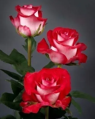 Rosas con movimiento y brillo gratis - Imagui