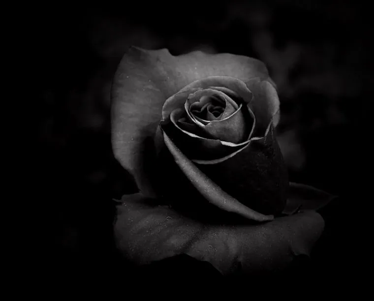 Imajenes de rosa negras - Imagui