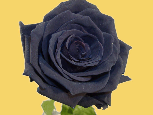 Rosas Negras. | Blog comprar flores en Madrid - quedeflores. Rosas Negras. | Blog comprar flores en Madrid - quedeflores.