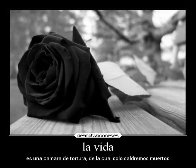 Rosas negras con frases de luto - Imagui