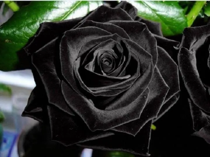 Las Rosas Negras sí existen | Todo sobre moda Las Rosas Negras sí existen | Todo sobre moda