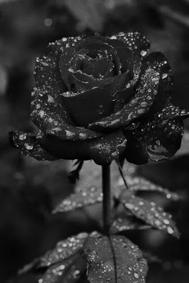 Rosas Negras | rosas negras | Pinterest Rosas Negras | rosas negras | Pinterest