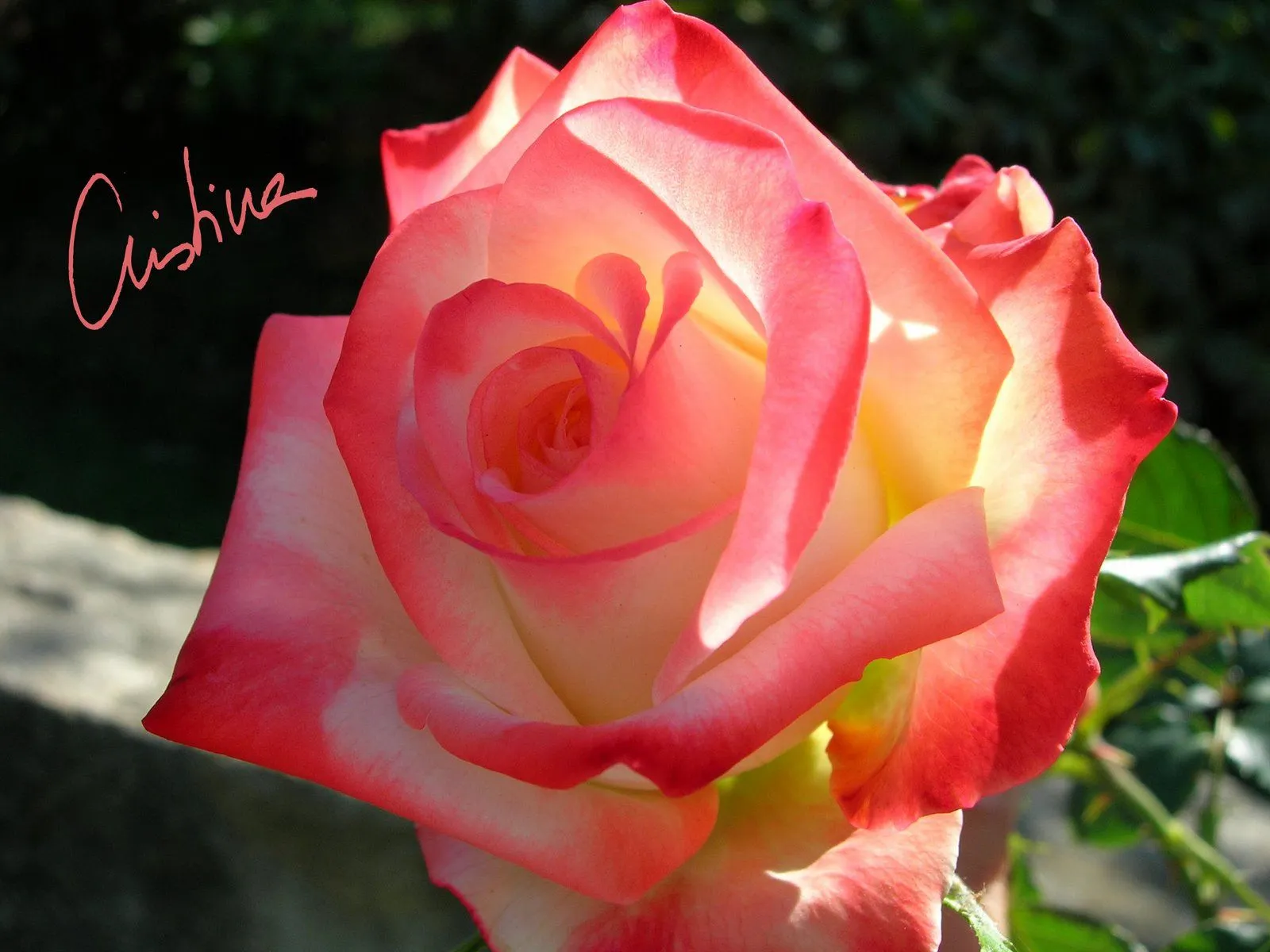 Días de rosas: El otoño que nos lleva....