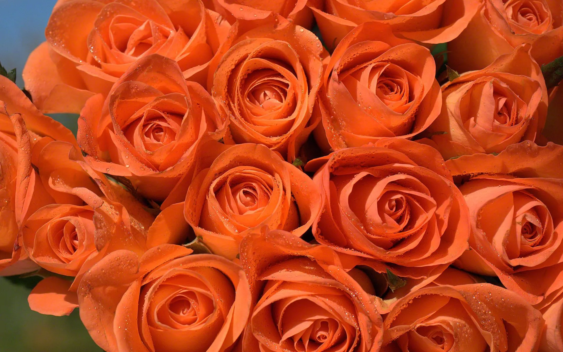 las rosas de papel tapiz de color naranja