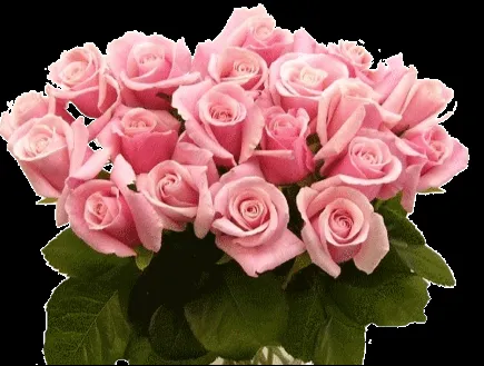 rosa1