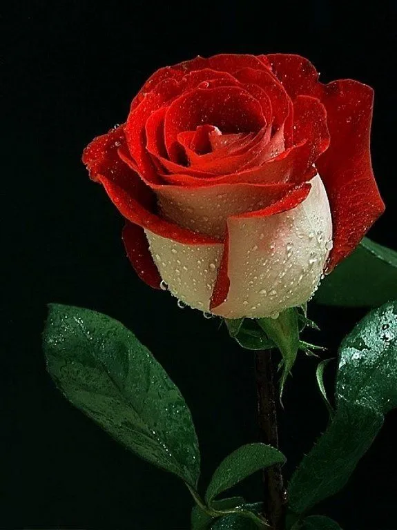 Las Rosas, siempre preferidas desde la antigüedad. | Cuidar de tus ... Las Rosas, siempre preferidas desde la antigüedad. | Cuidar de tus ...