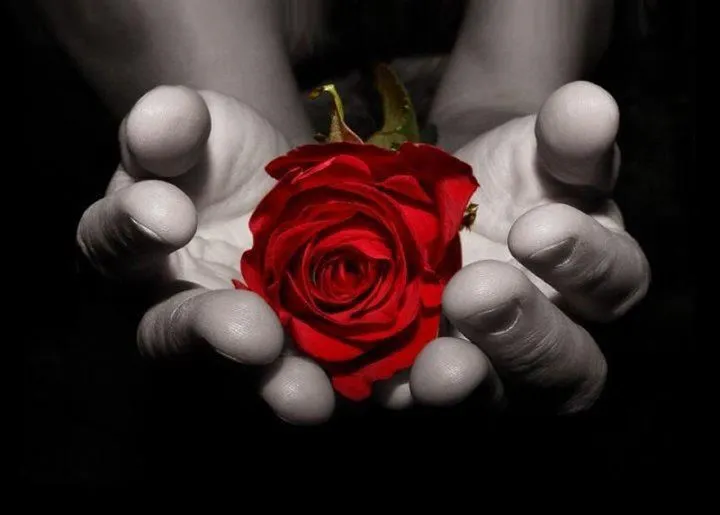 Rosas para regalar - Fotografias y fotos para imprimir Rosas para regalar - Fotografias y fotos para imprimir